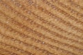 Wood backround texture. Royalty Free Stock Photo