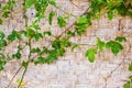 Wood Bamboo Mat Texture Background Royalty Free Stock Photo