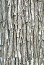 Wood bark background