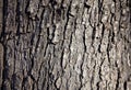 Wood bark backround