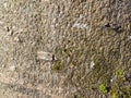 Wood bark. Bark of tree. Tree lichens