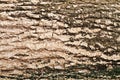 Wood bark outer surface background, cracked, grunge Royalty Free Stock Photo