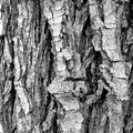 wood bark ,surface texture board knot abstractb Royalty Free Stock Photo