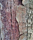 wood bark ,surface texture board knot abstractb Royalty Free Stock Photo
