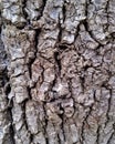 wood bark ,surface texture board knot abstractb Royalty Free Stock Photo