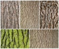 Wood bark texture