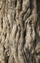 Wood bark texture Royalty Free Stock Photo