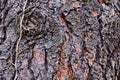 Wood bark texture of coniferous tree Jeffrey pine Pinus Ponderosa Jeffreyi with dried dead stalk of common ivy Hedera Helix ingrow