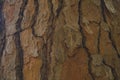 Wood Bark Texture Royalty Free Stock Photo