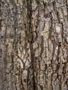 Wood bark texture Royalty Free Stock Photo