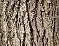 Wood bark texture