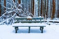 Wooden bench in a forest covered in snowy after a snow storm, with evergreen trees and fluffy snow in the background. Brown tree Royalty Free Stock Photo