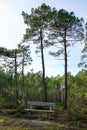 Wood bench in the park overlooking lake beach in wild wooden pines forest Royalty Free Stock Photo