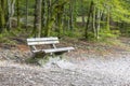 Wood bench in the summer forest Royalty Free Stock Photo