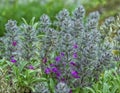 Wood betony or pink cotton lamb`s ear, stachys lavandulifolia, f