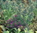 Wood betony (stachys lavandulifolia)