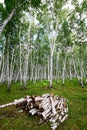 The wood in birch forest