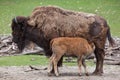 Wood bison Bison bison athabascae. Royalty Free Stock Photo