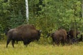 Wood Bison herd on the edge of aspen forest, northern British Columbia