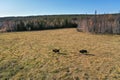 Wood Bisons Grazing in the field in autumn in the Ust-Buotama nursery in Lena Pillars Nature Park, Sakha Republic, Yakutia, Russia