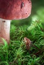 Wood Blewit growing in the forest