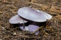 Wood blewit mushroom