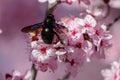 Wood blue bumblebee perched on cherry blossom.