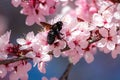 Wood blue bumblebee perched on cherry blossom.