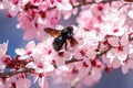 Wood blue bumblebee perched on cherry blossom.