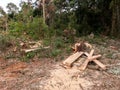 Wood board pile cut tree eucaliptus deforestation Royalty Free Stock Photo