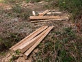 Wood board pile cut tree eucaliptus deforestation Royalty Free Stock Photo
