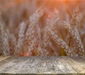 wood board table in front of field of wheat on sunset light. Ready for product display montages Royalty Free Stock Photo