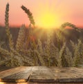 wood board table in front of field of wheat on sunset light. Ready for product display montages Royalty Free Stock Photo