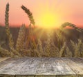 wood board table in front of field of wheat on sunset light. Ready for product display montages Royalty Free Stock Photo