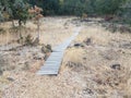 wood board trail or path in forest or woods and grasses