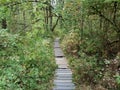 wood board trail or path in forest or woods