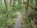 wood board trail or path in forest or woods