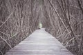 Wood boardwalk between Mangrove forest,Study nature trails,Low a