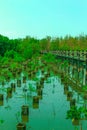 Wood bridge along the Mangrove forest. Royalty Free Stock Photo