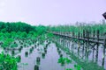 Wood bridge along the Mangrove forest. Royalty Free Stock Photo