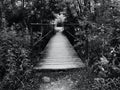 Wood Bridge in Dark and Spooky Woods