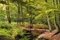 Wood Bridge in Forest