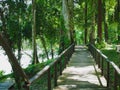 Wood bridge forest at Khaolak-Lumru National Park Phang-nga, Thailand Royalty Free Stock Photo