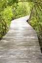 Wood bridge into the forest Rhizophora apiculata.