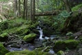 Wood Bridge over wild river in the Ravennaschlucht Royalty Free Stock Photo