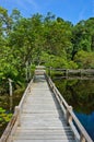 Wood bridge through peat swamp forest