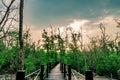 Wood bridge with rope fence in mangrove forest with dead trees a