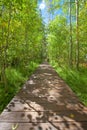 Wood bridge walkway through serene aspen forest