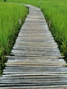 Wood bridge wildgrass