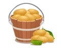 Wood bucket full new potatoes Royalty Free Stock Photo